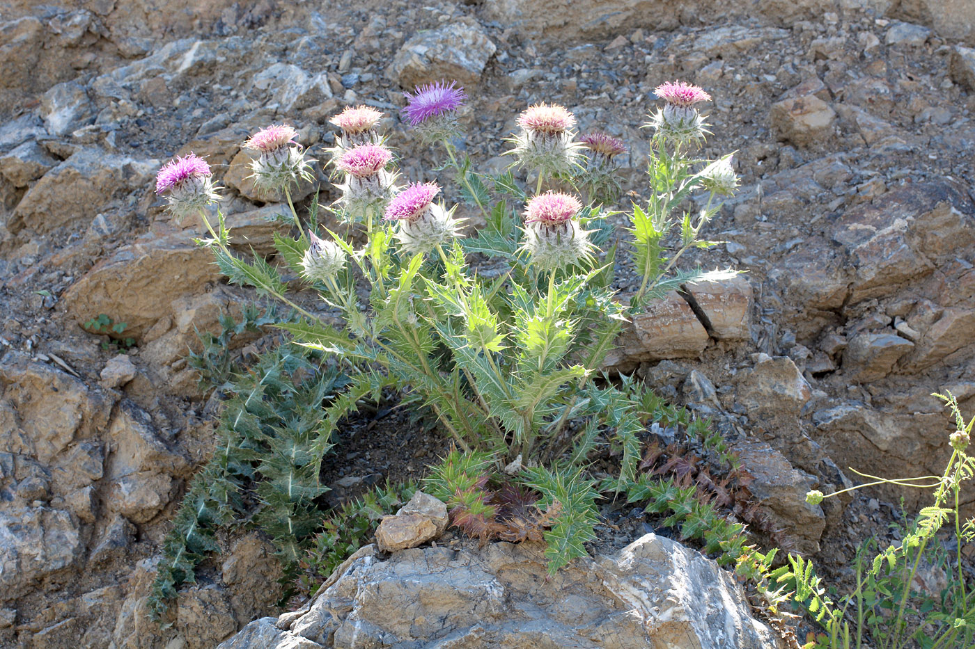 Image of Cousinia tianschanica specimen.