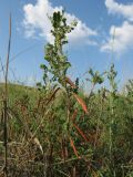 Caragana microphylla