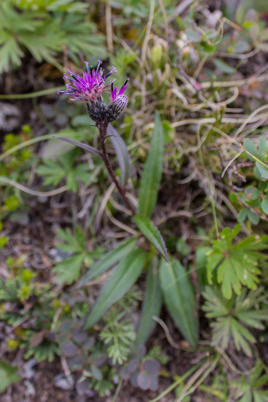 Изображение особи Saussurea alpina.