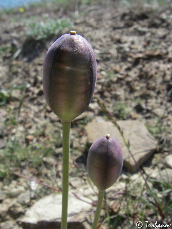 Image of Tulipa biflora specimen.