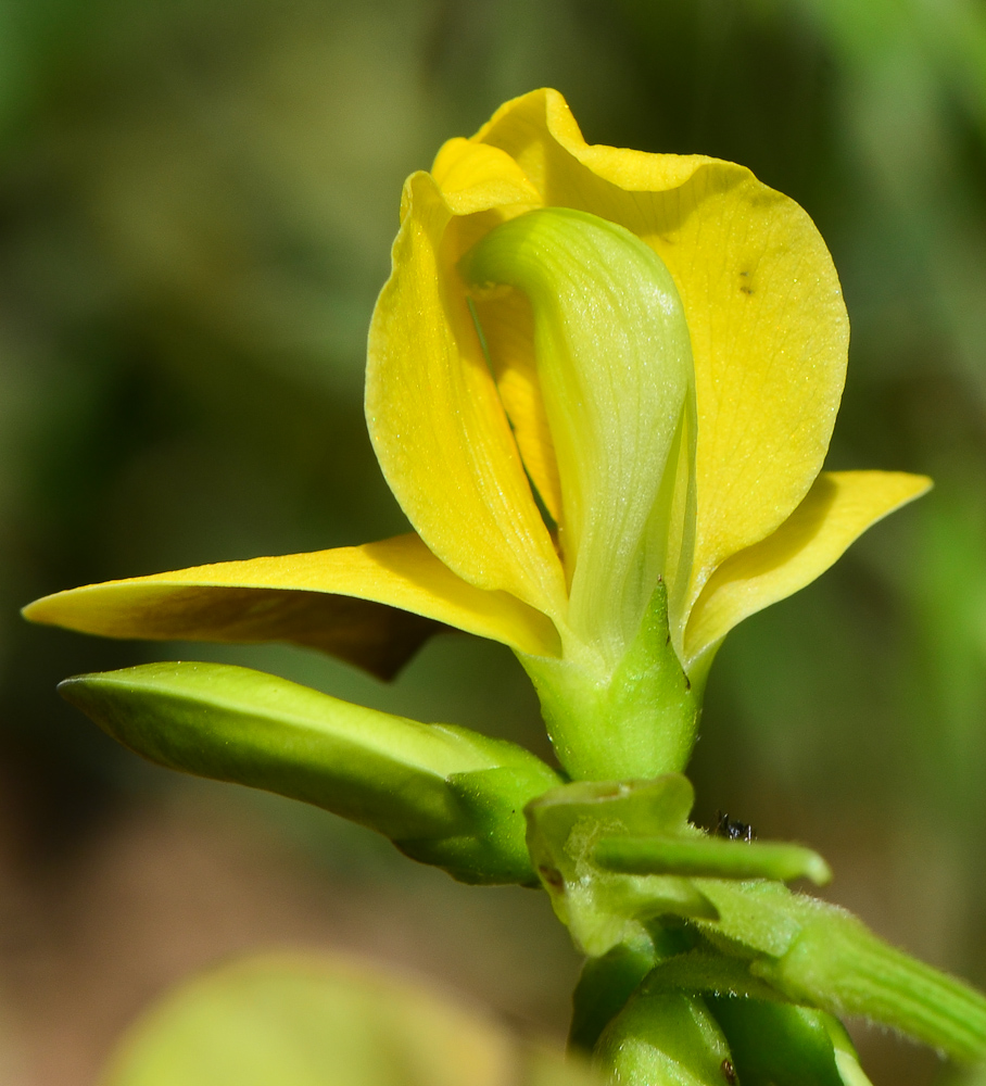 Image of Vigna luteola specimen.