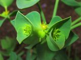 Euphorbia segetalis. Верхушка луча общего соцветия с тремя частными соцветиями-циациями. Испания, Андалусия, провинция Альмерия, природный парк Cabo de Gata. 21 декабря 2009 г.