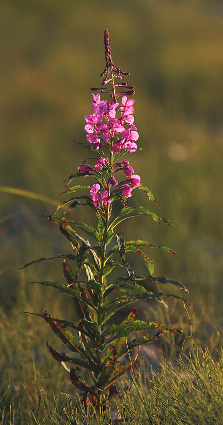 Image of Chamaenerion angustifolium specimen.