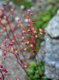 Saxifraga kolenatiana. Соцветия с кормящейся мухой. Карачаево-Черкесия, гора Мусса-Ачитара, ≈ 3000 м н.у.м., каменистый склон. 31.07.2014.