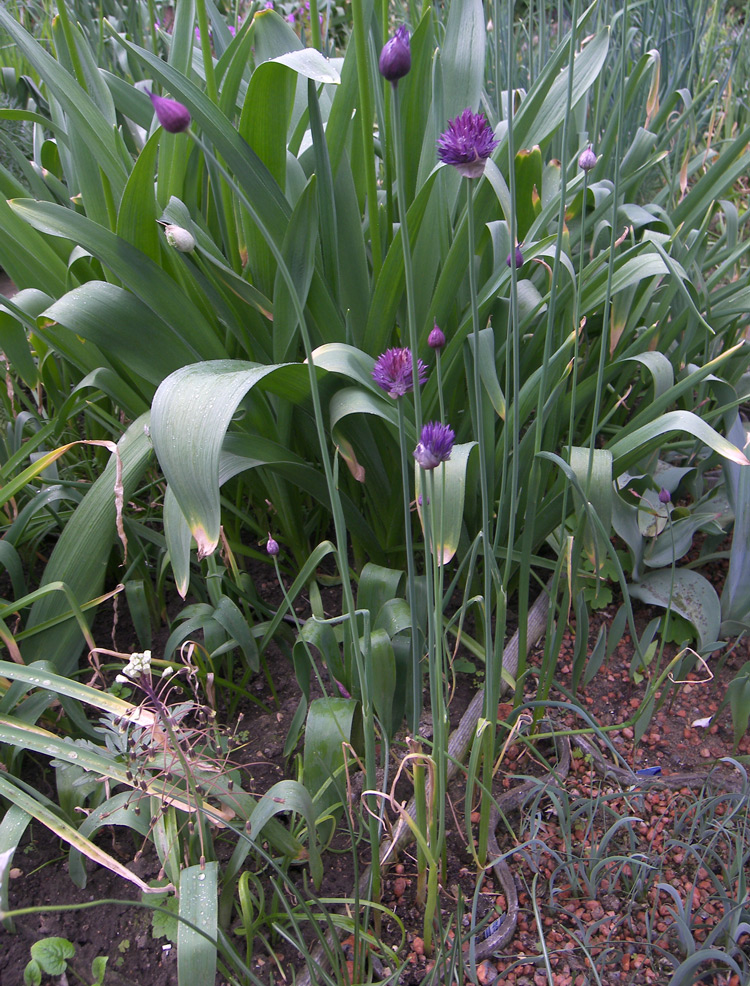 Image of Allium aucheri specimen.