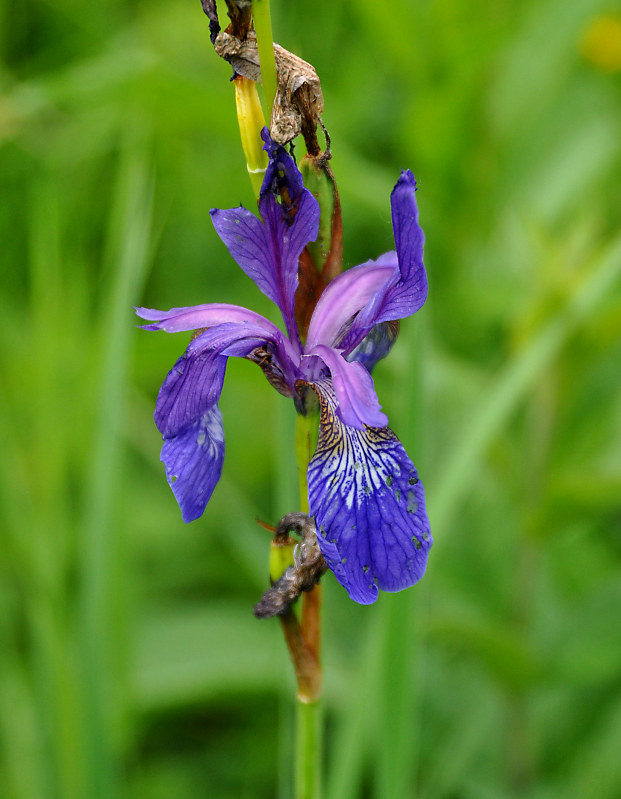Image of Iris sibirica specimen.