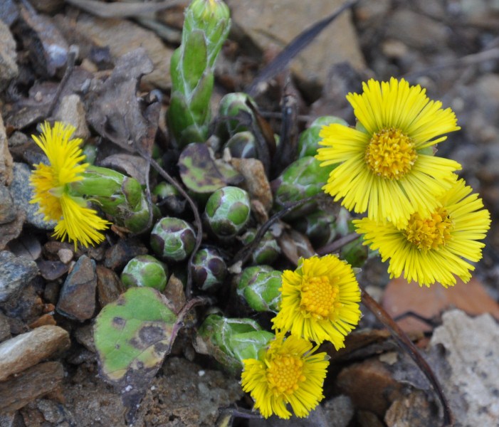 Image of Tussilago farfara specimen.