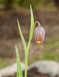 Fritillaria uva-vulpis. Верхушка цветущего растения. Мурманск, МГГУ, в культуре. 09.06.2015.