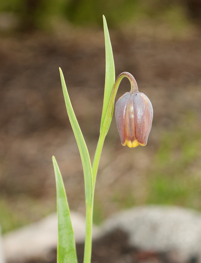 Изображение особи Fritillaria uva-vulpis.