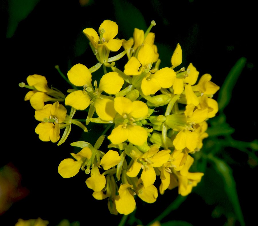 Image of Sisymbrium loeselii specimen.