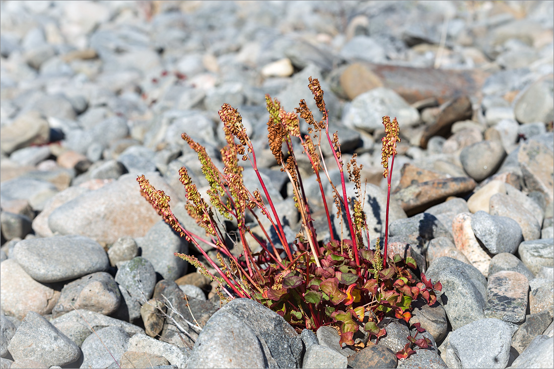 Image of Oxyria digyna specimen.