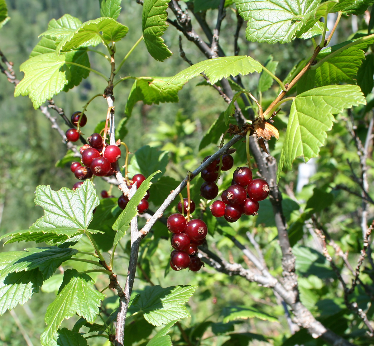 Изображение особи Ribes atropurpureum.