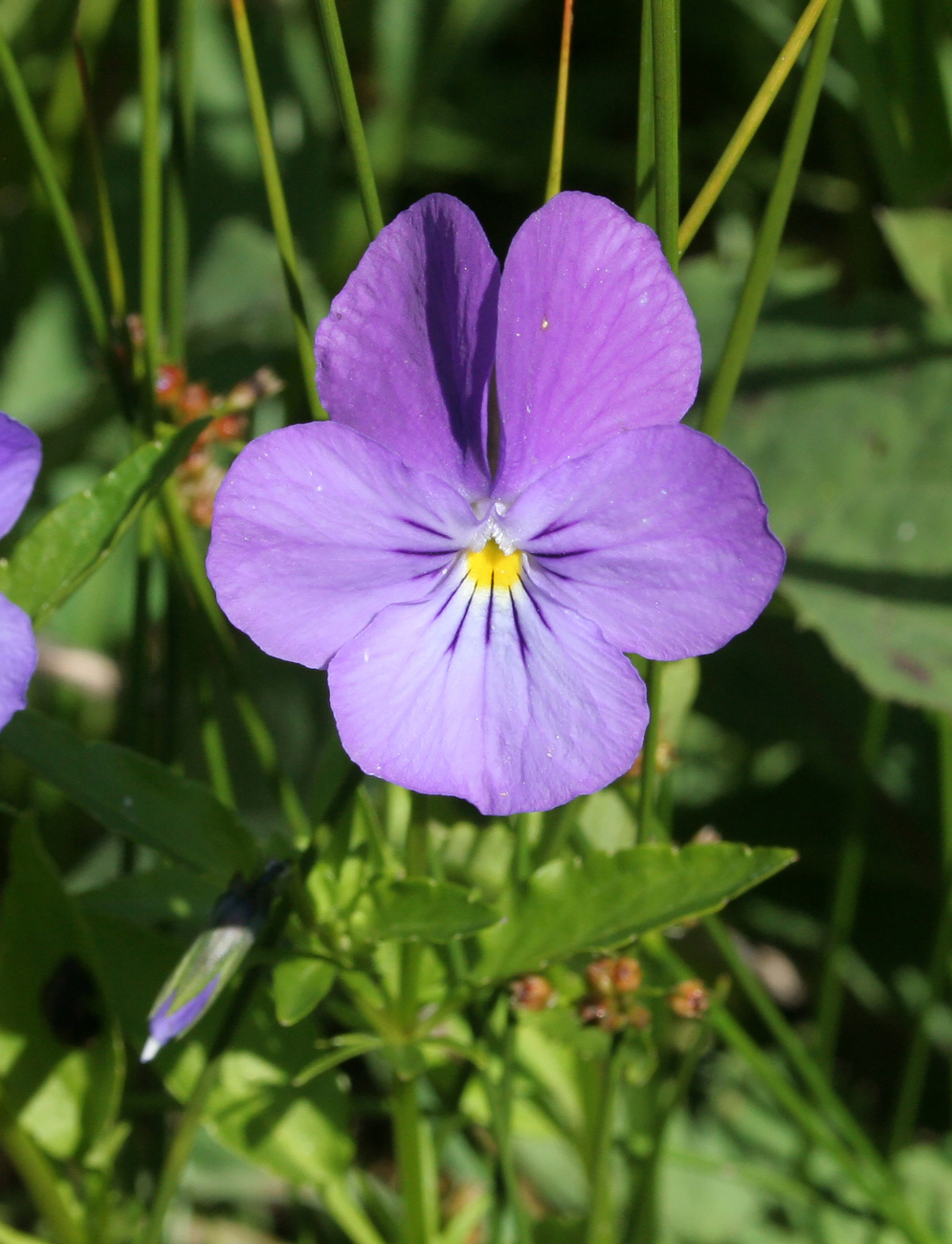 Image of Viola disjuncta specimen.