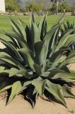 Agave salmiana разновидность ferox. Вегетирующее растение. США, Калифорния, Санта-Барбара, возле Старой Миссии. 18.02.2014.