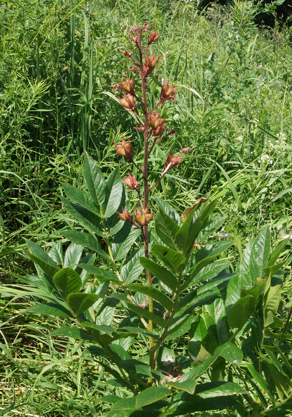 Изображение особи Dictamnus angustifolius.