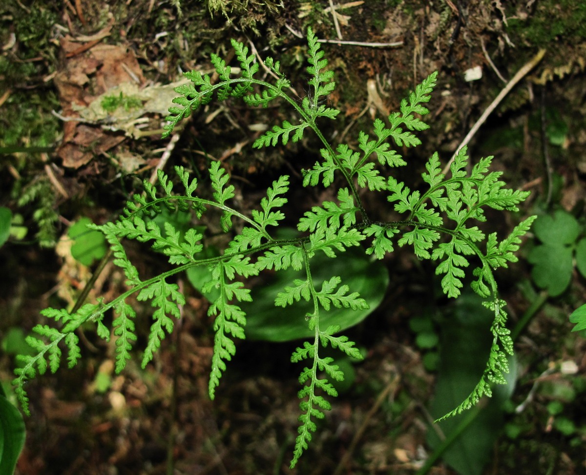 Изображение особи Rhizomatopteris montana.