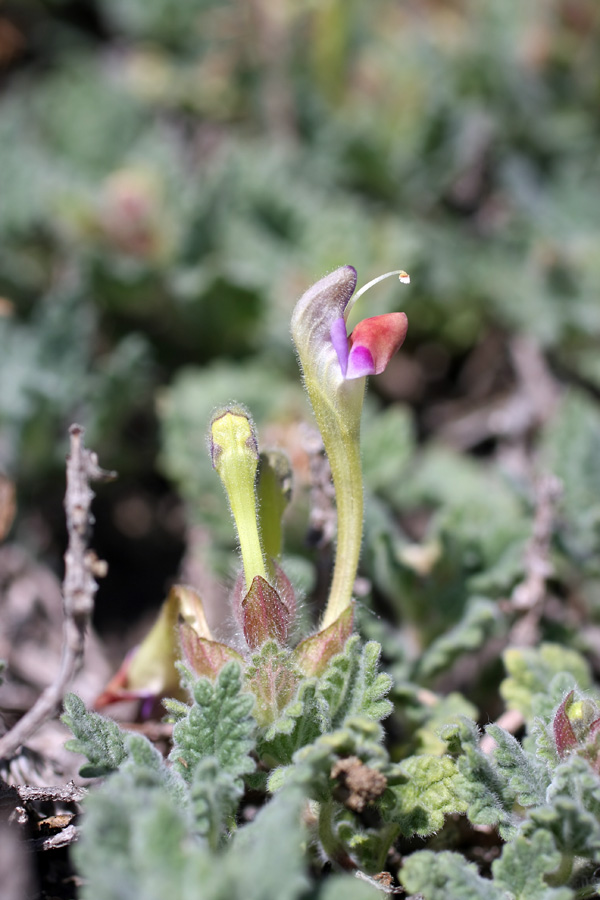 Изображение особи Scutellaria subcaespitosa.