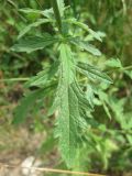 Verbena officinalis