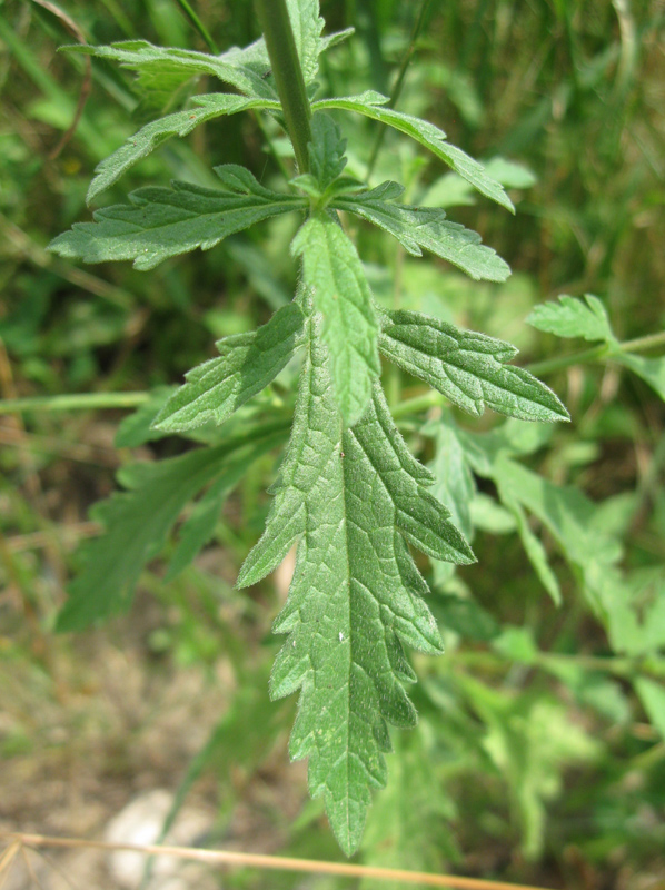 Image of Verbena officinalis specimen.