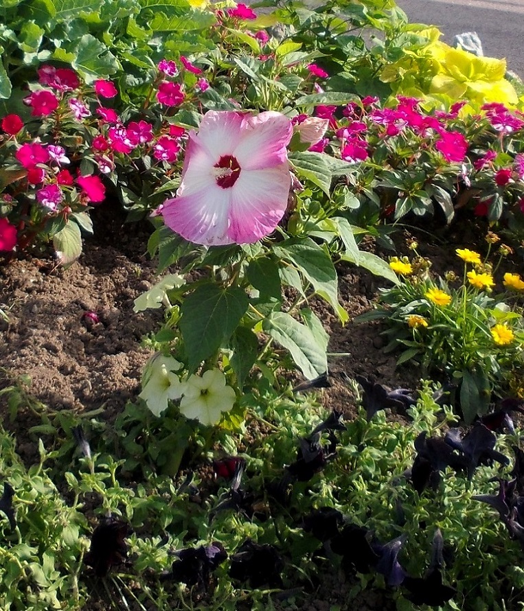 Image of Hibiscus moscheutos specimen.