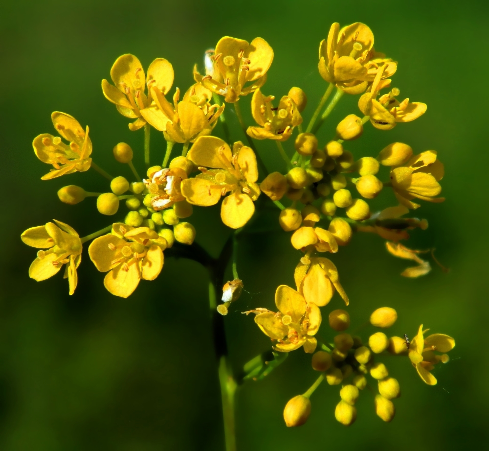 Изображение особи Rorippa sylvestris.