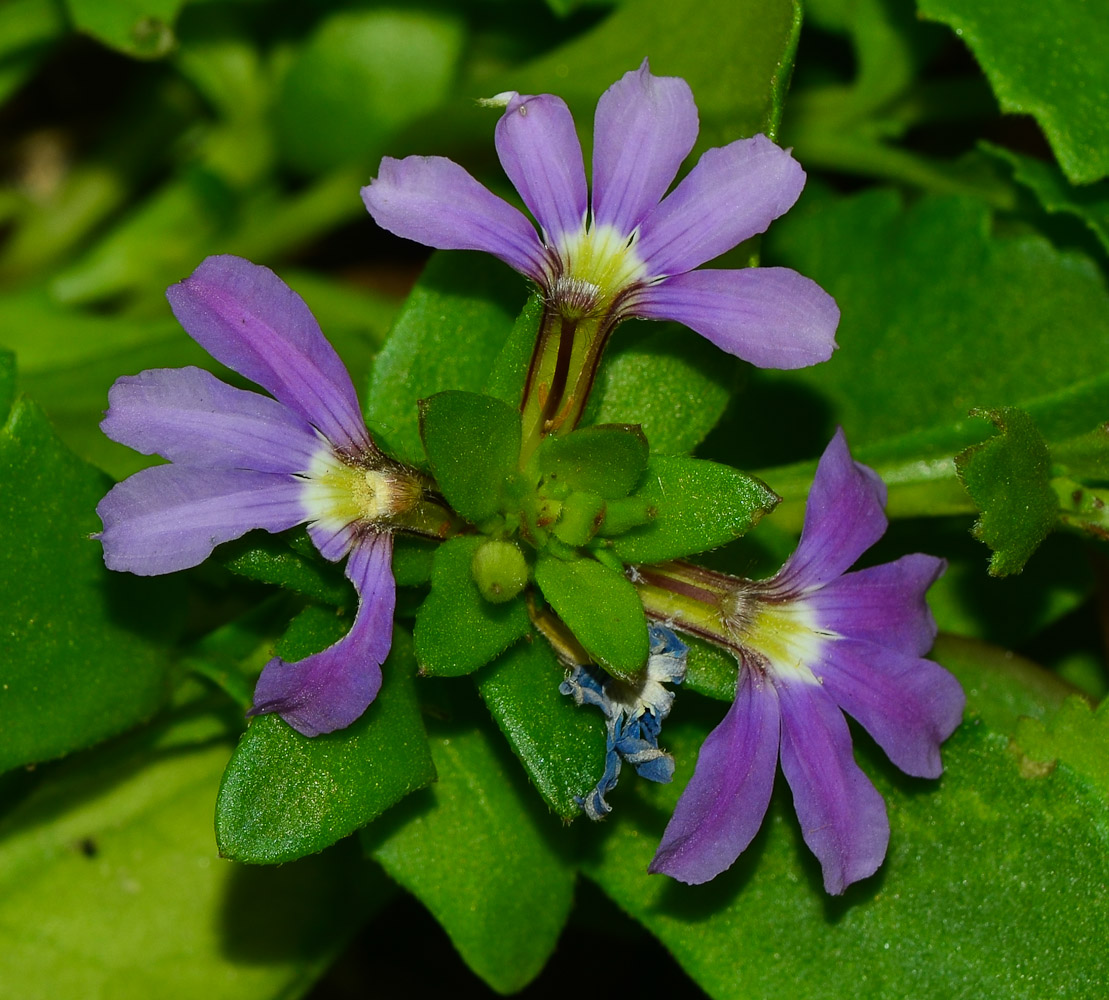 Изображение особи Scaevola humilis.