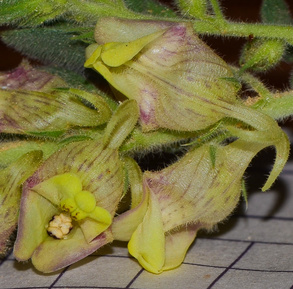 Image of Kickxia floribunda specimen.