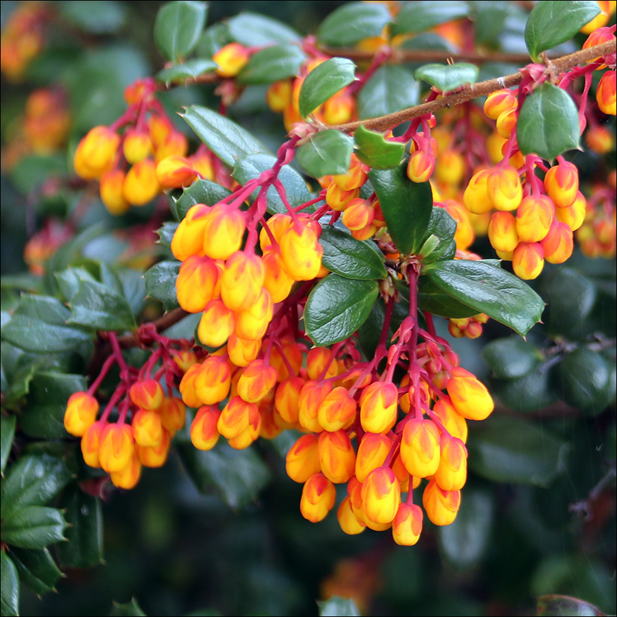 Изображение особи Berberis darwinii.