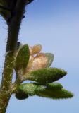 Veronica arvensis