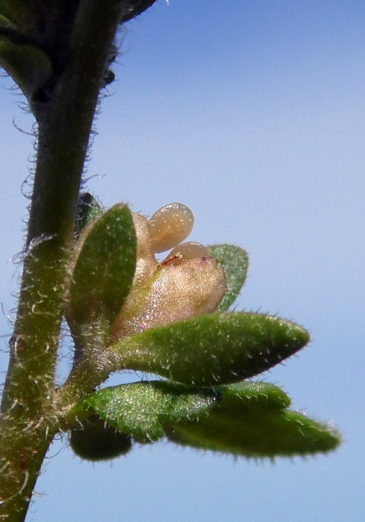 Image of Veronica arvensis specimen.