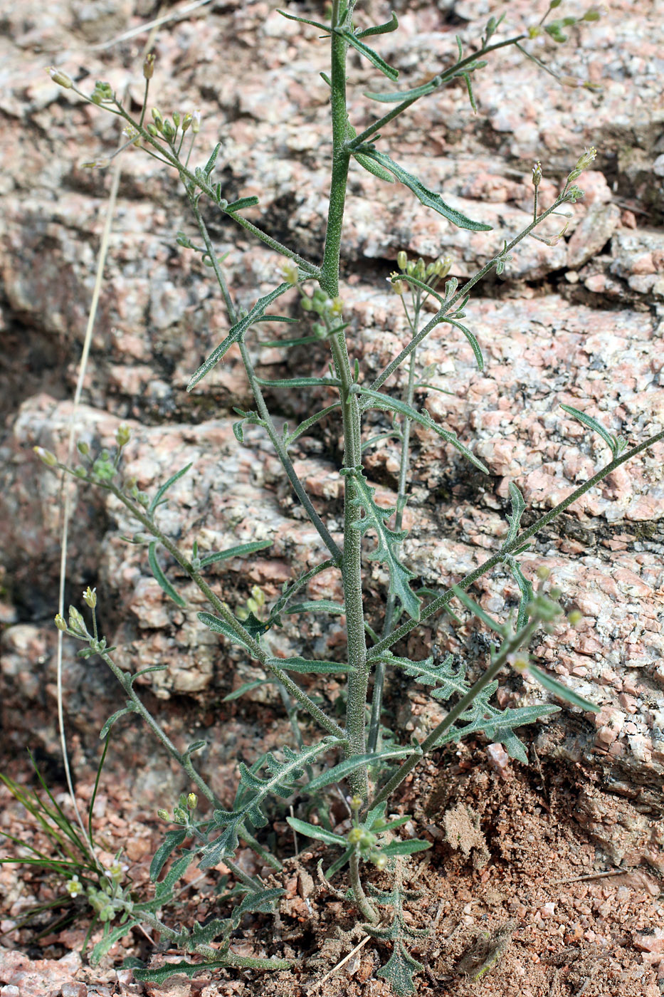 Image of Crucihimalaya wallichii specimen.