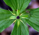 Paris quadrifolia