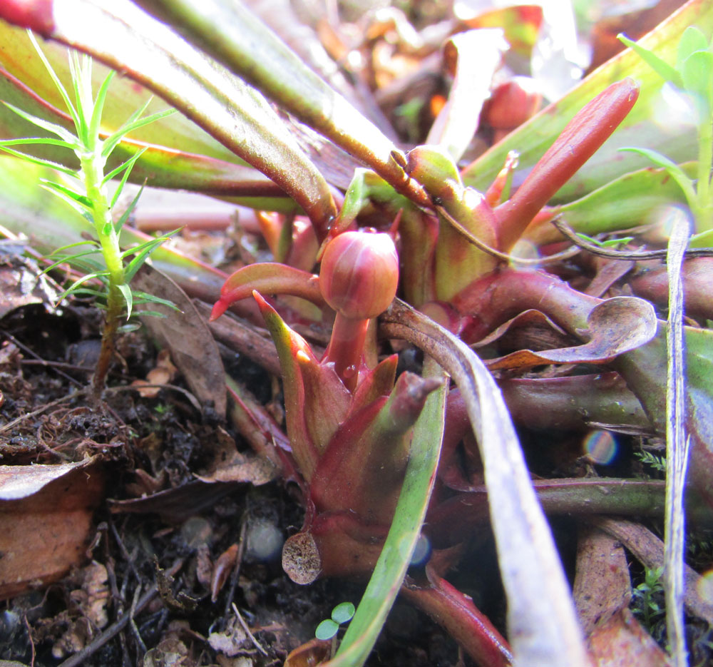 Image of Sarracenia purpurea specimen.