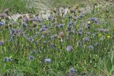 Globularia trichosantha