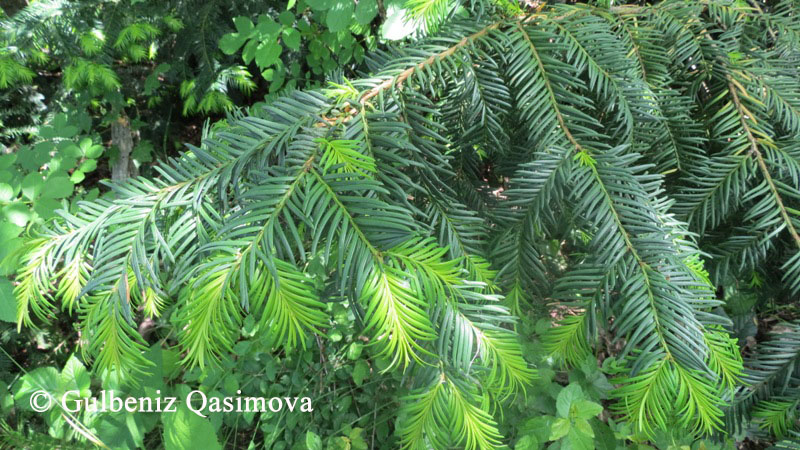 Изображение особи Taxus baccata.