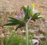 Anthyllis variegata