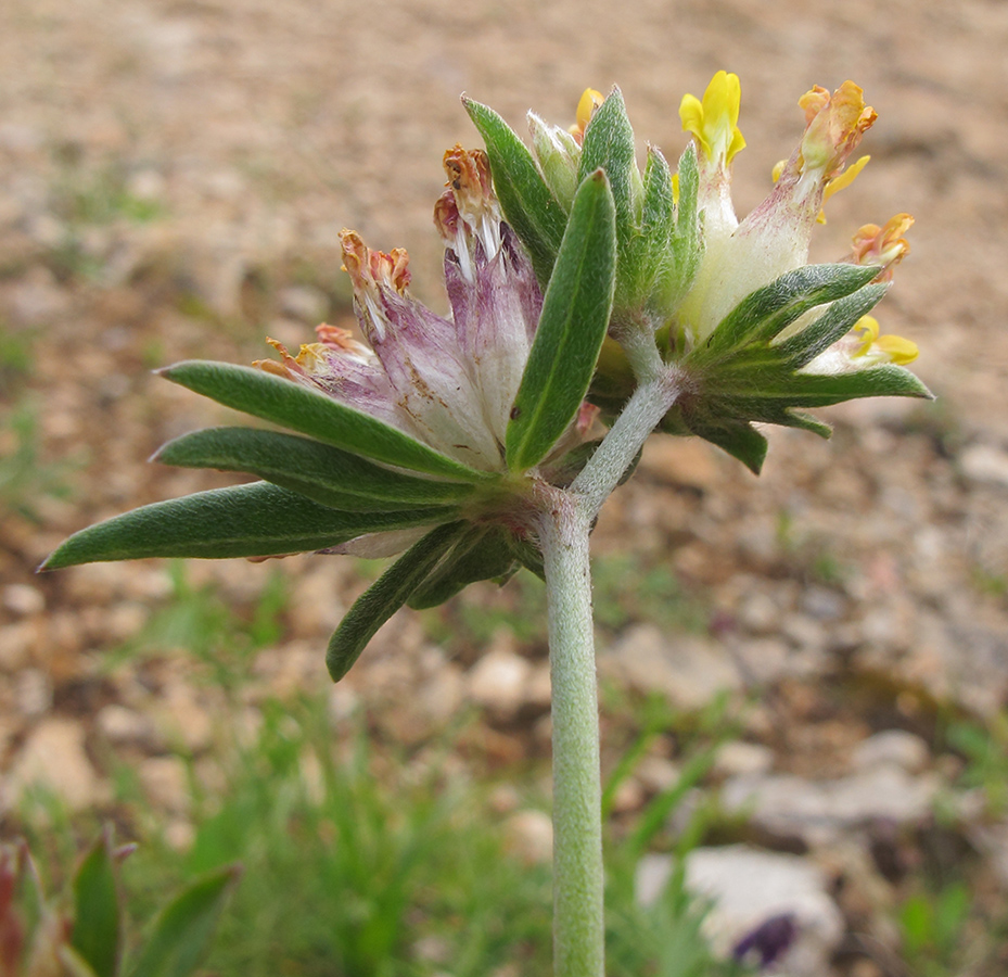 Изображение особи Anthyllis variegata.