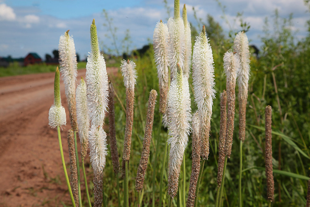 Image of Plantago maxima specimen.