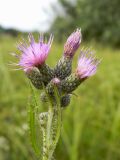 Cirsium palustre