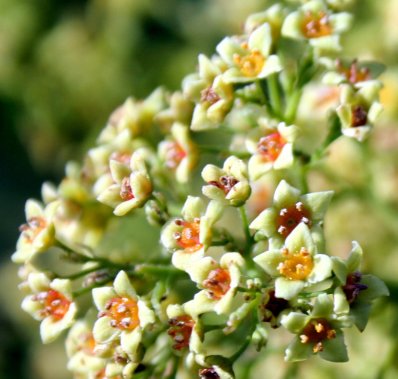 Изображение особи Cotinus coggygria.