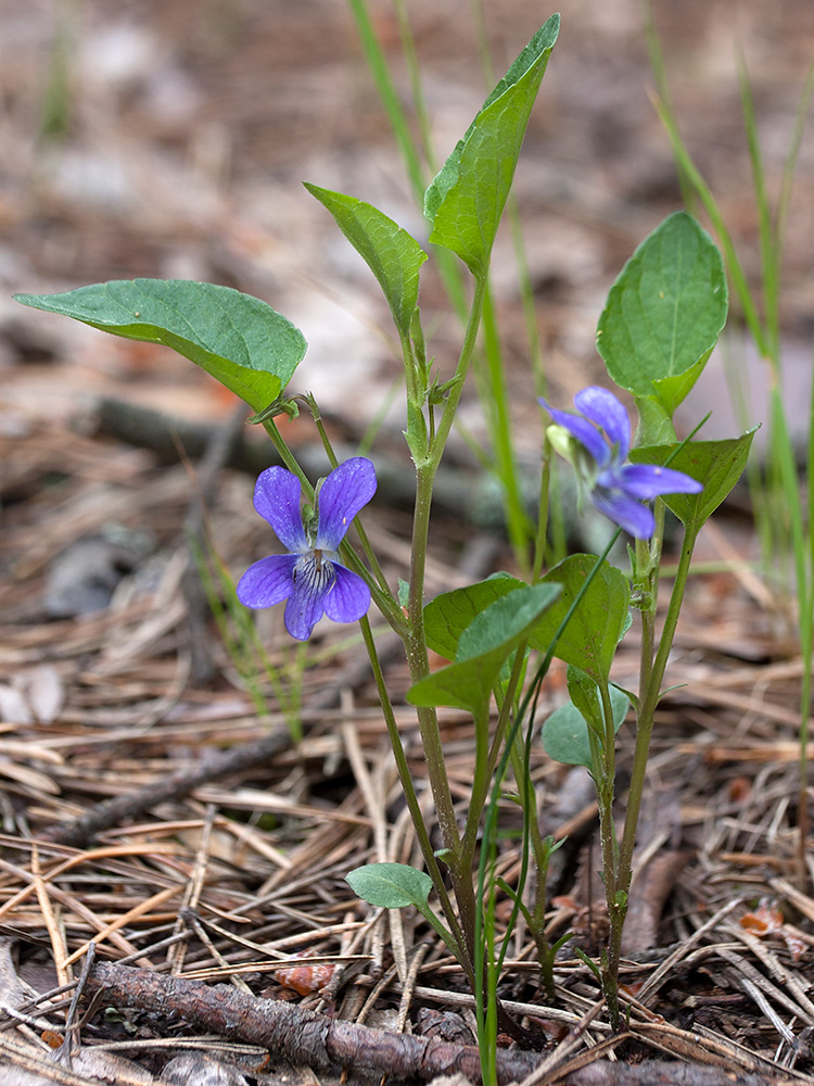 Image of Viola canina specimen.