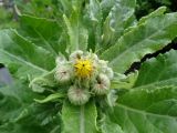 Senecio pseudoarnica