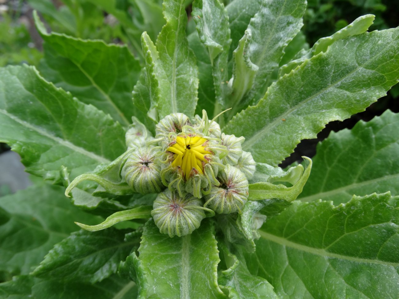 Image of Senecio pseudoarnica specimen.