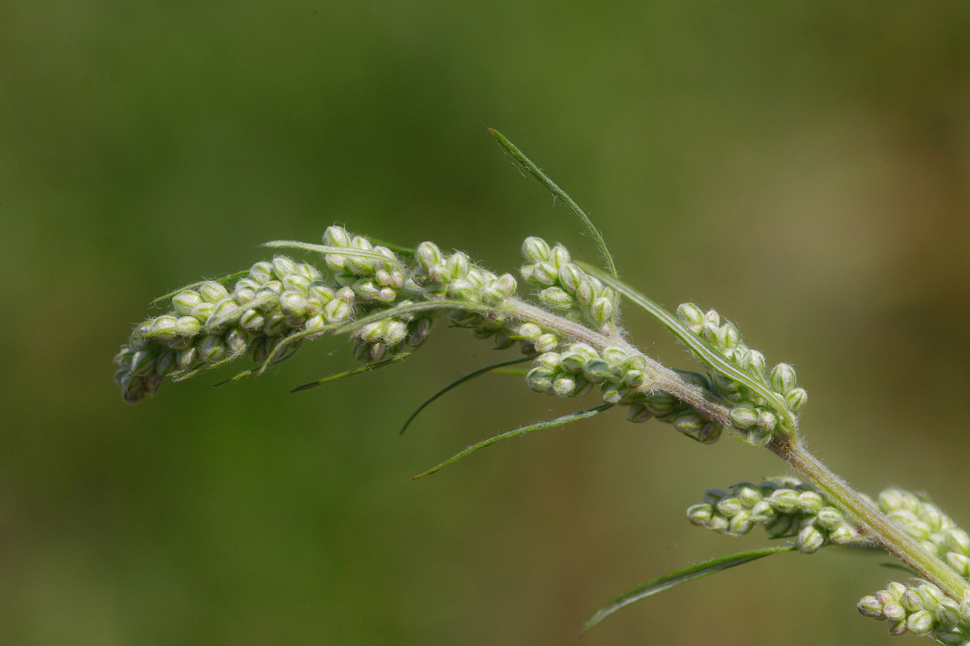 Image of Artemisia vulgaris specimen.
