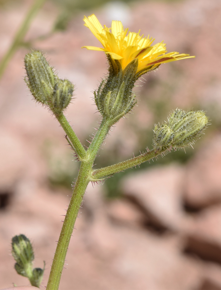 Изображение особи Picris nuristanica.