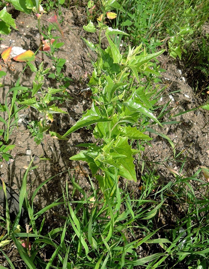 Изображение особи Atriplex sagittata.