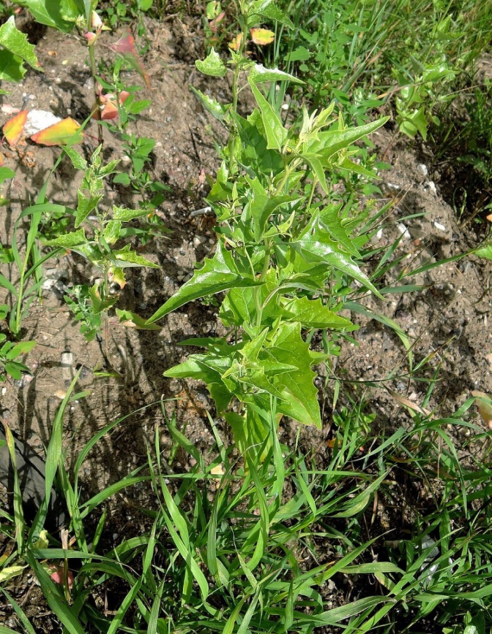 Image of Atriplex sagittata specimen.