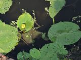 Nuphar lutea