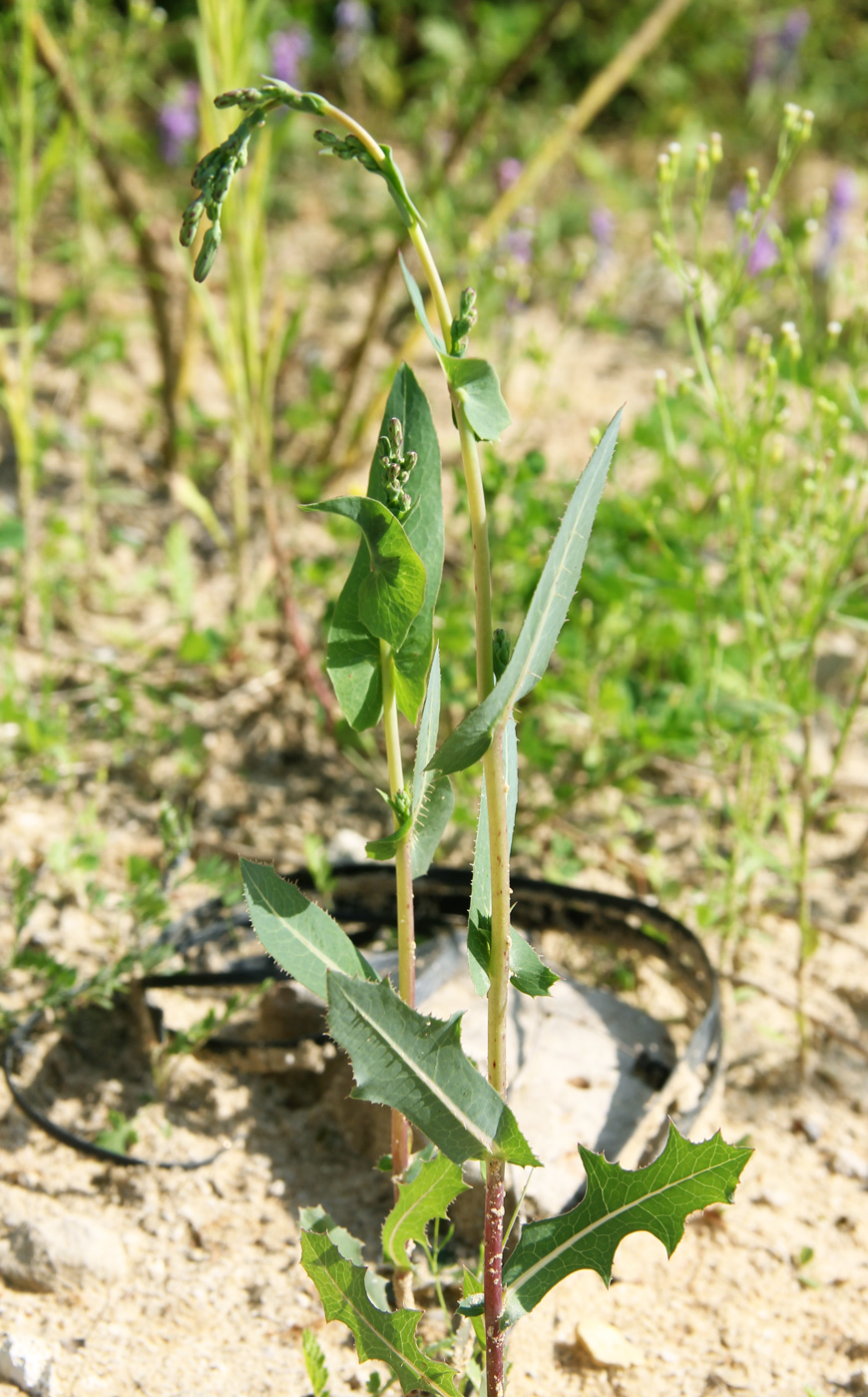 Изображение особи Lactuca serriola.