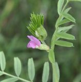 Vicia angustifolia